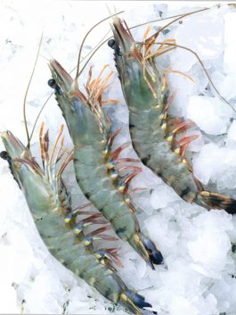 Black Tiger Head On Shrimps