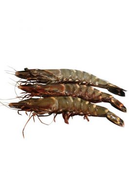 Black Tiger Head On Shrimps
